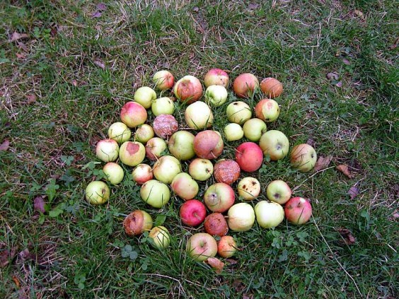 abgeworfene Äpfel von einem Tag