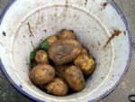Die Ernte einer Adretta Kartoffelpflanze im Eimer