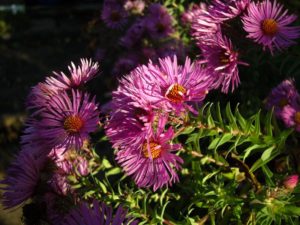 Astern - späte Blüten