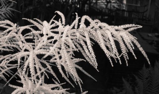 Die Astilbe – ein wahrer Insektenmagnet