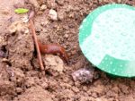 Nacktschnecke vor Bierfalle