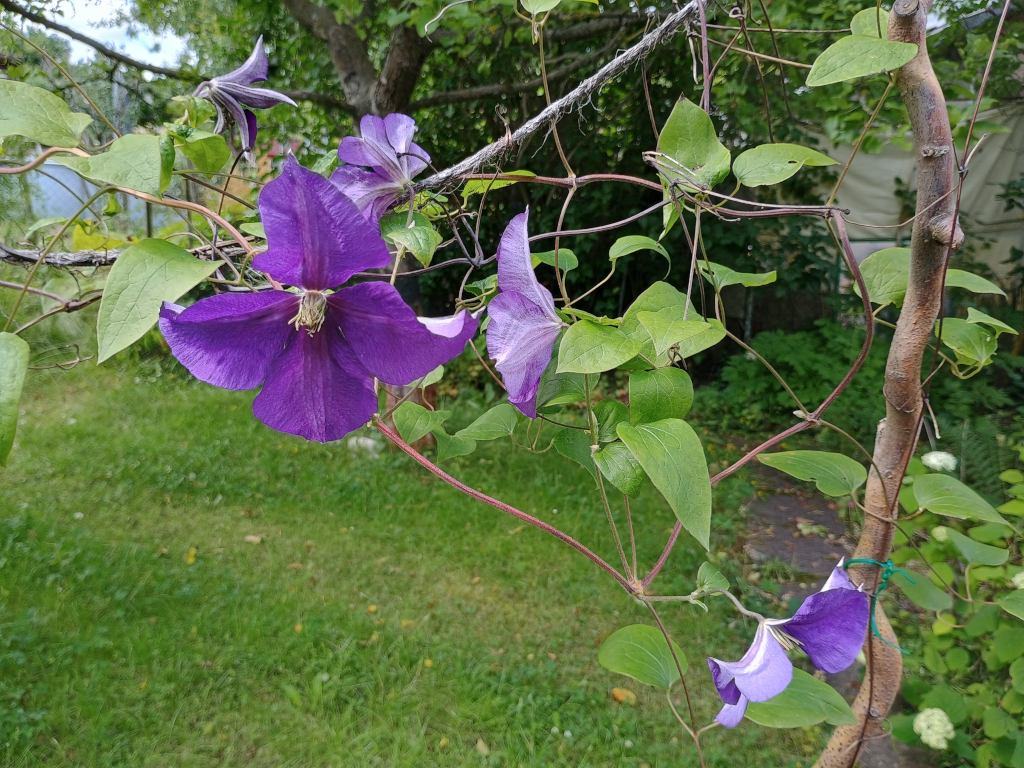 Bluete Clematis