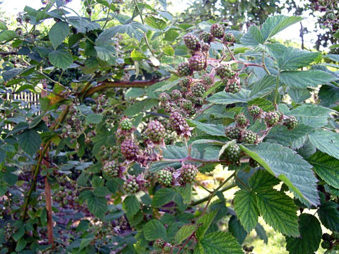 44+ Brombeeren Im Garten, Brombeeren sind eine köstliche ergänzung