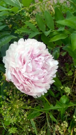 Rosa überhauchte Pfingstrosenblüte Rosa überhauchte Pfingstrosenblüte