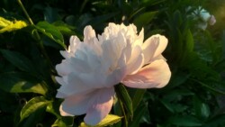 Pfingstrose im Abendlicht Pfingstrose im Abendlicht