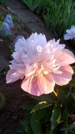 Spätblühende Pfingstrose Spätblühende Pfingstrose