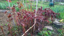 Pfingstrosentriebe Pfingstrosentriebe