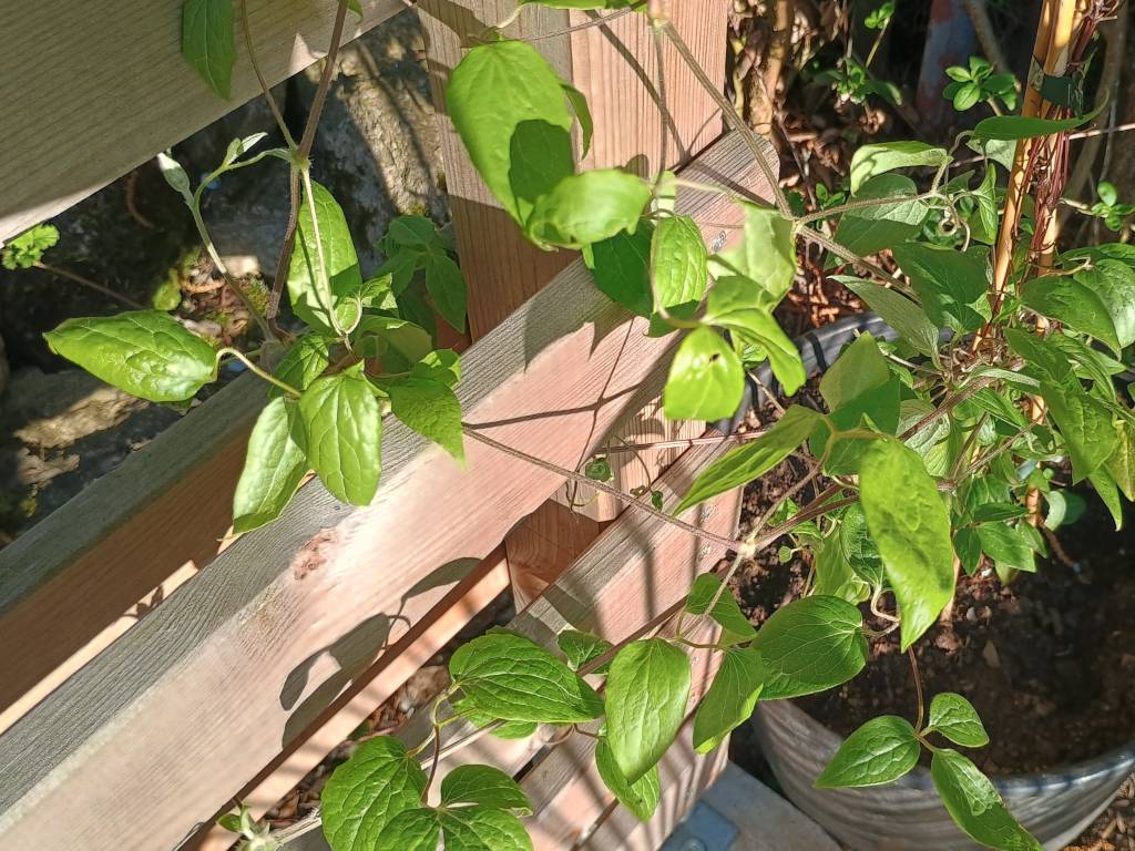 clematis-im-topf Clematis im topf