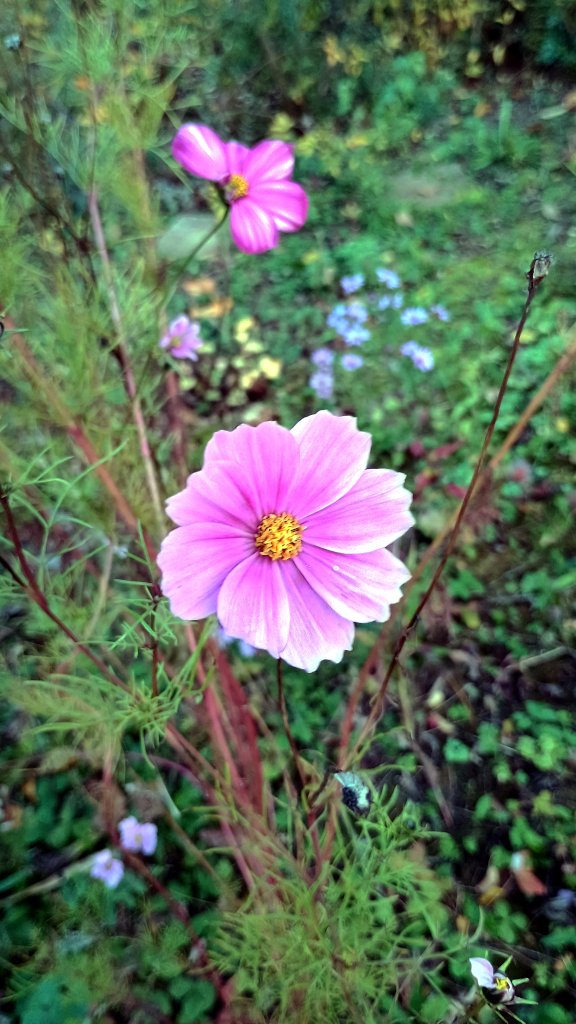 Cosmea Bluete