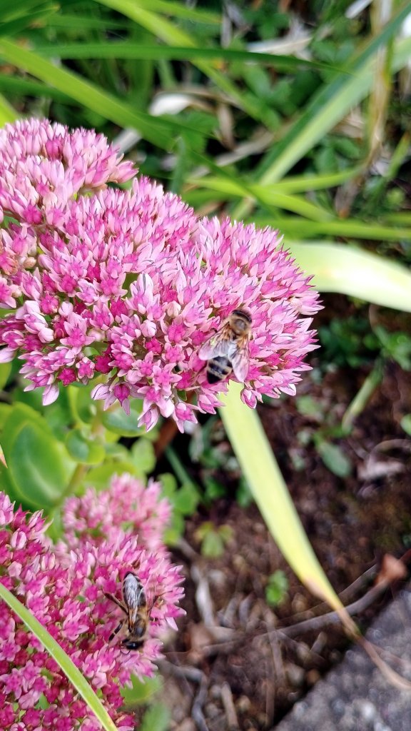 Fetthenne Mit Bienen