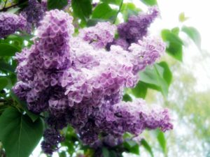 violetter Flieder