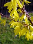 Forsythienblüte