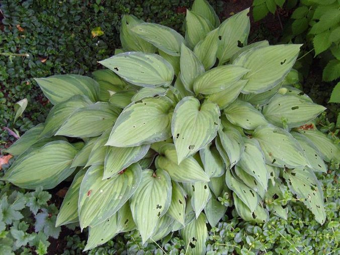 Funkien / Hosta Natürlich Gärtnern!