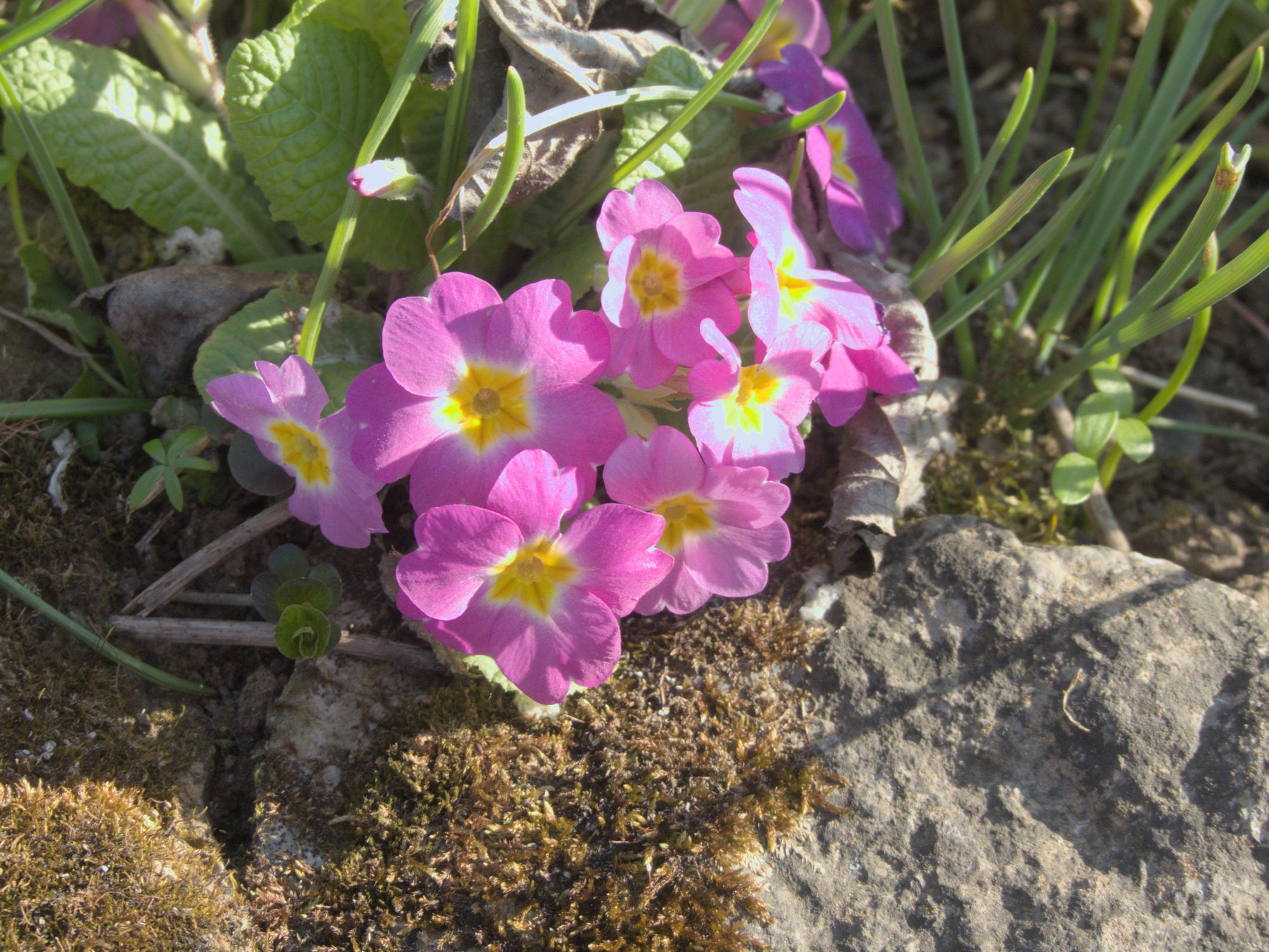 Gartenprimel pink