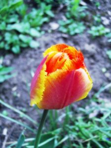 Gefranste Tulpe gelb orange