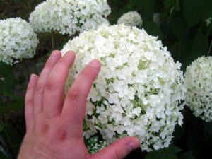 Hortensie Anabelle bildet riesige Blütenstände