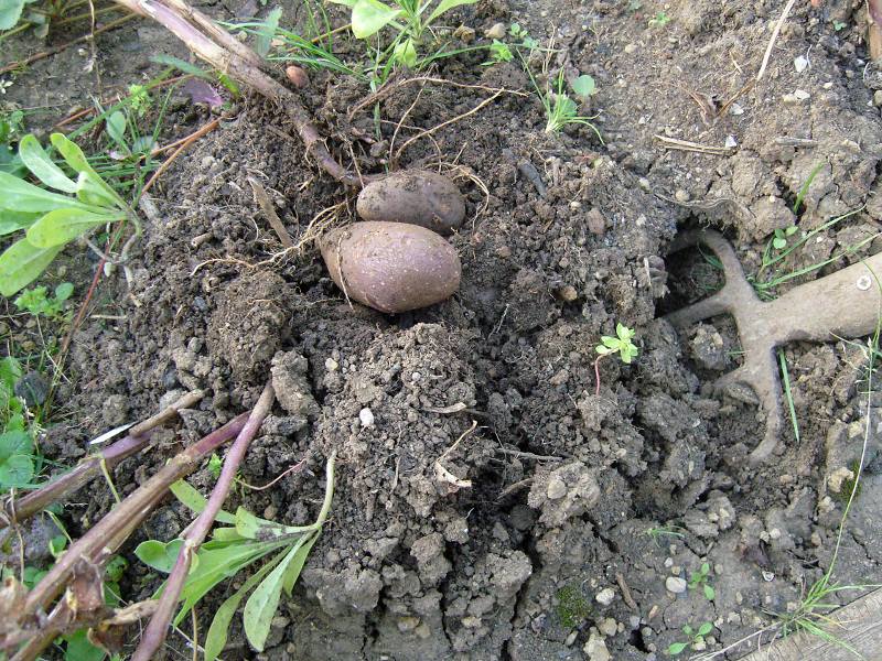 Die Kartoffelsorte "Schwarze Ungarin" wird zur Probe geerntet
