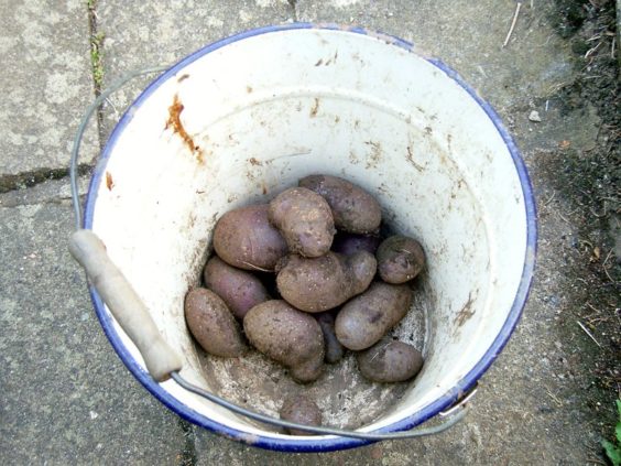 Ausbeute einer Kartoffelpflanze der Sorte "Schwarze Ungarin"