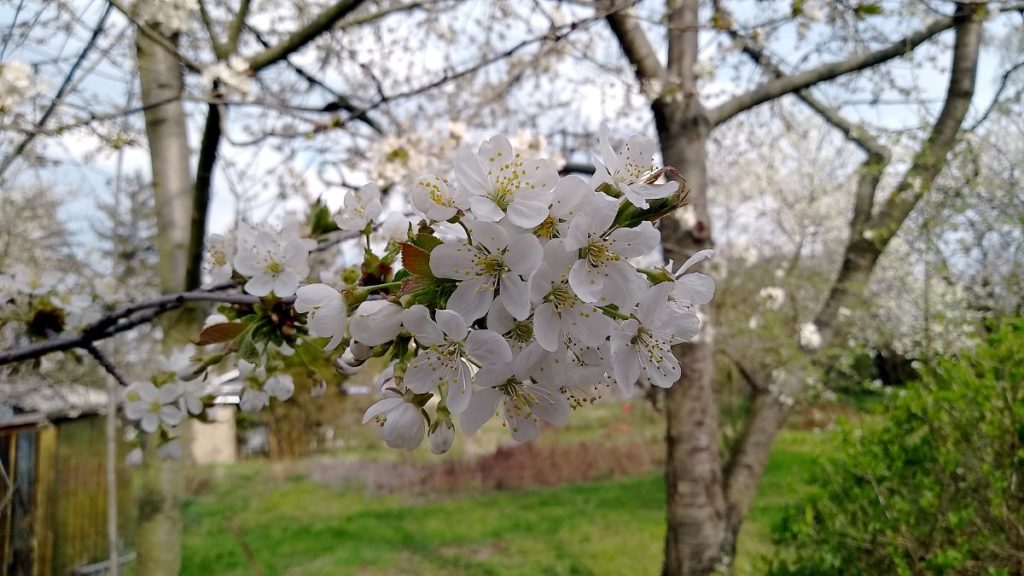 Kirschblüte