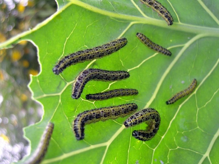 47+ Kleine Raupen In Meinem Garten, Die kohlsorte &#039;thurinus&#039; hat sich