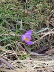 Violetter Krokus im Rasen