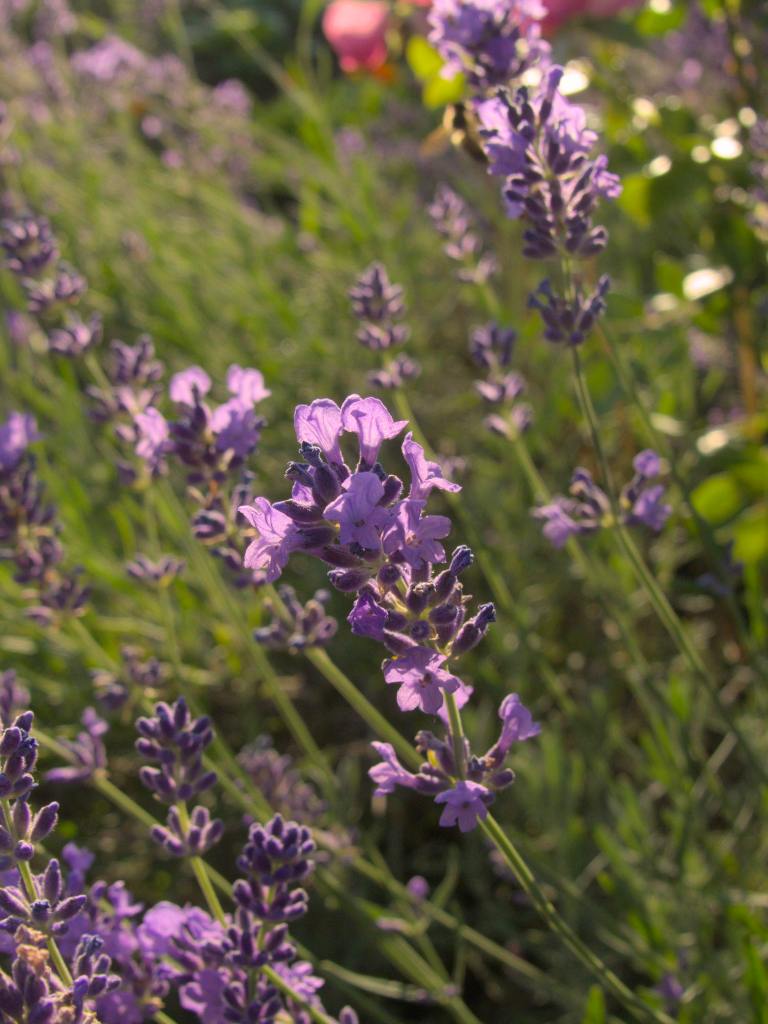 lavendel-bluehend