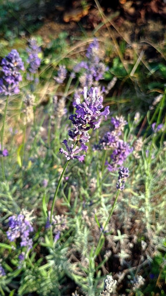 Lavendel Bluete Herbst