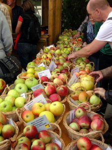 Read more about the article Wie ihr Apfelsorten bestimmen lassen könnt