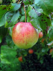 Read more about the article Die Apfelernte setzt ein – Erntemethoden und Verwertung