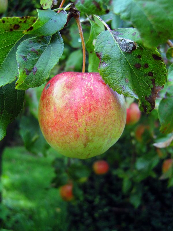 reifer Apfel am Baum