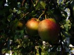 Äpfel der Sorte Rewena am Baum