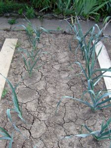 Trockenheits-Risse im Erdboden