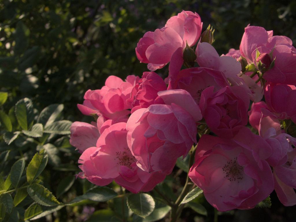rosenbluete-rosa