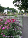 Westliches Teilstück der Großen Blumenachse im egapark Erfurt
