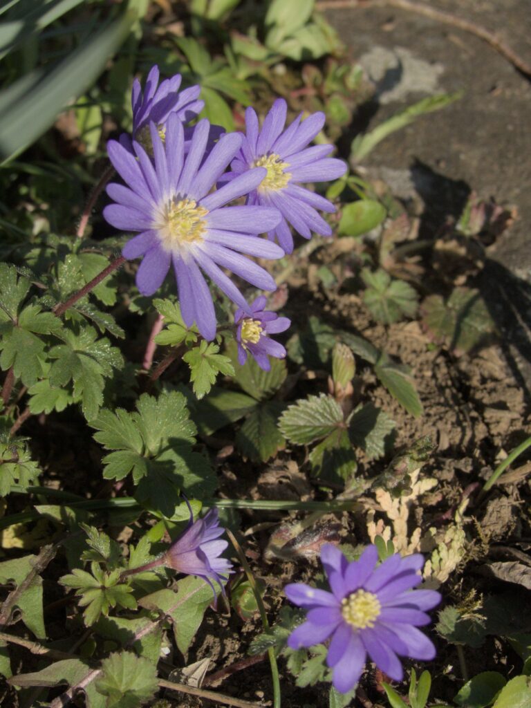 Strahlen windroeschen