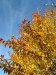 gelbe Blätter vor blauem Himmel