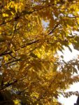 gelben Herbstblätter der Süßkirsche