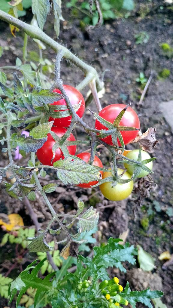 Ruthje Tomate