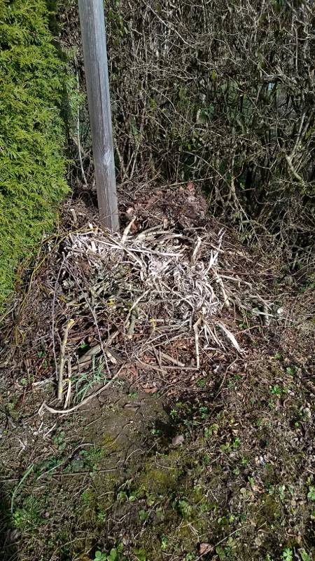 Der Totholzhaufen im Garten wächst weiter