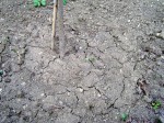 Trockenheit-  Risse im Erdboden