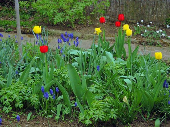 Blumenbeet mit Tulpen, Traubenhyazinthen und Winterlingen