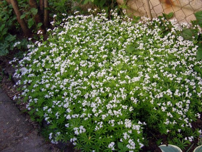 Waldmeister Bodendecker und Würzkraut Natürlich Gärtnern!