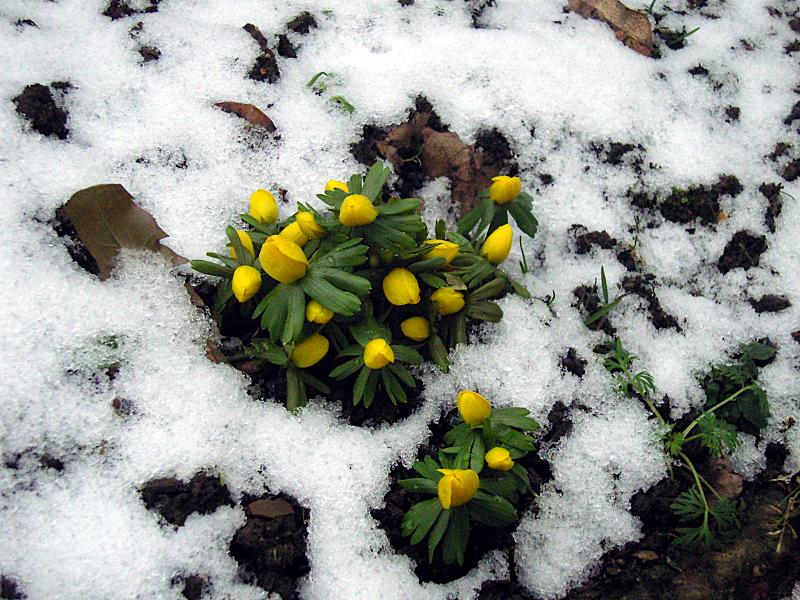 Winterlinge im Schnee Natürlich Gärtnern!