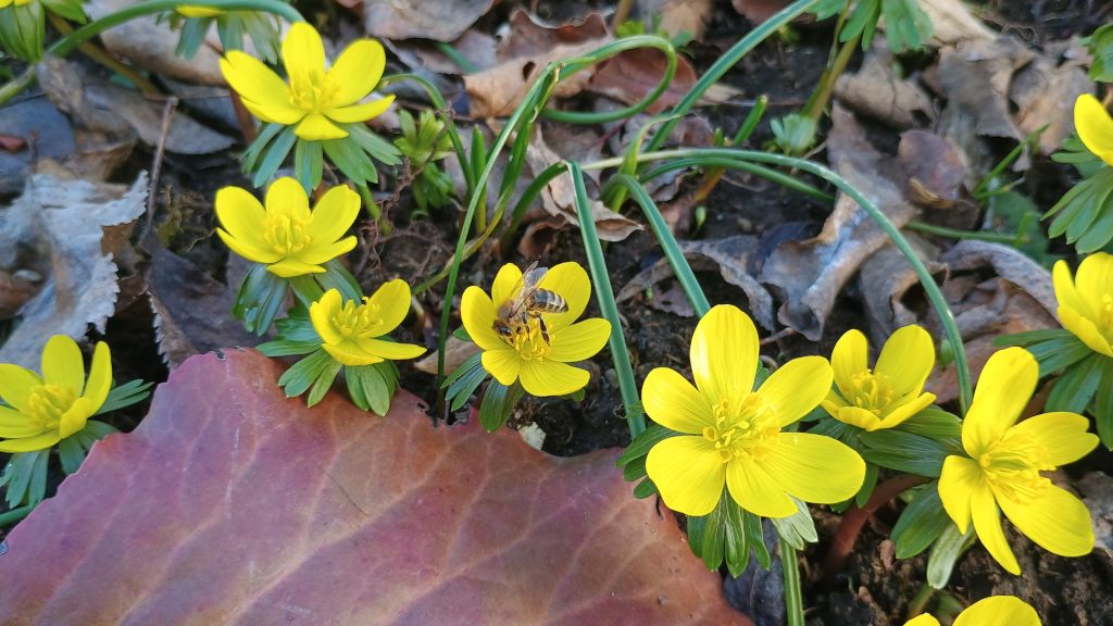 Winterlinge mit biene