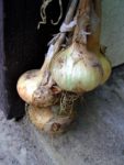Zwiebeln gebunden an Gartenlaube